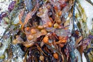 Isle of Lewis Photographs - Seaweed - Western Isles