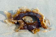  Isle of Lewis Seaweed