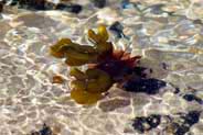 Seaweed -  Western Isles 