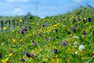Self Heal - in the Tolsta Machair -  Hebridean Wildflowers - Western Isles Flora