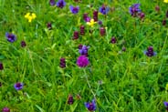 Seal Heal -  Hebrides Flowers