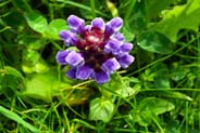 SElf Heal - Prunella Vulgaris - Western Isles Flora