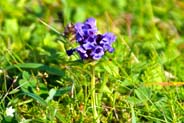 Wildflowers - Self Heal - Prunella - Hebrides Flowers
