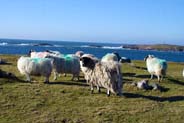 Sheep at Mealista - Isle of Lewis