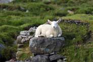 Isle of Harris - Sheep 