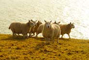 Sheep - Isle of Lewis
