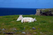 Butt of lewis - Hebrides - Sheep relaxing
