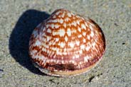 A Clam on the beach - Western Isles Photographs