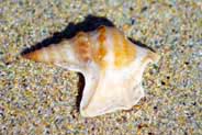 Shell - Western Isles Beach Finds Photos