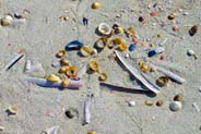 Shells on the Reef Beach - Western Isles Photographs