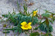 Silverweed -  Hebridean Wildflowers - Western Isles Flora