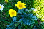 Wildflowers - Silverweed - Hebrides Flowers