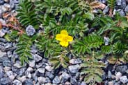 Silverweed - Western Isles Flora