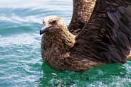 Skua -  Isle Of Lewis - Western Isles