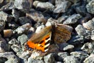 Small Tortoiseshell Butterfly at Balallan - Western Isles