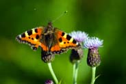 Small Tortoiseshell Butterfly at Garry - Western Isles