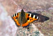 Small Tortoiseshell Butterfly at Balallan - Western Isles