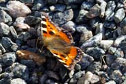 Small Tortoiseshell Butterfly at Balallan - Western Isles