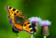 Small Tortoiseshell Butterfly - Hebrides - Isle of Lewis