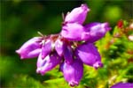 Bell Heather
