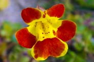 Blotched Monkey Flower