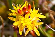 Bog Asphodel - Yellow Orange Western Isles Wildflowers