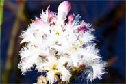 Bogbean - Aquatic Wildflower Plants