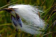 Bog Cotton