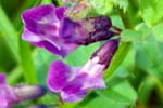 Bush Vetch