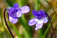 Butterwort - Purple Wildflowers of The Hebrides
