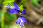 Common Milkwort