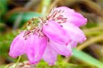 Cross Leaved Heath Heather