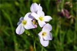 Cuckoo Flower - Pink Wildflowers - Hebrides