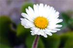 Daisy