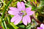 Geranium - Doves Foot Cranesbill