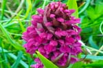 Early Marsh Orchid