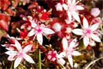 English Stonecrop