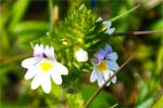 Eyebright-Western Isles wildflowers