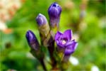 Field Gentian- Purple Wildflowers