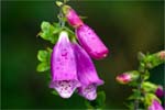 Foxgloves
