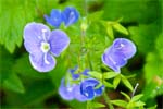Germander Speedwell - Hebrides Wildflowers
