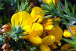 Gorse-Yellow Wildflowers