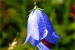 Harebells - Blue Wildflowers