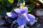 Heath  Dog Violet