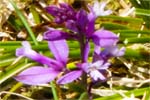 Pink Heath Milkwort
