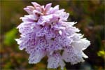Heath Orchid - Western Isles