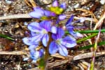 Heath Speedwell - Hebrides Wildflowers