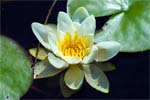 Water Lily