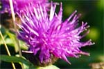 Knapweed