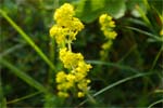Ladies Bedstraw